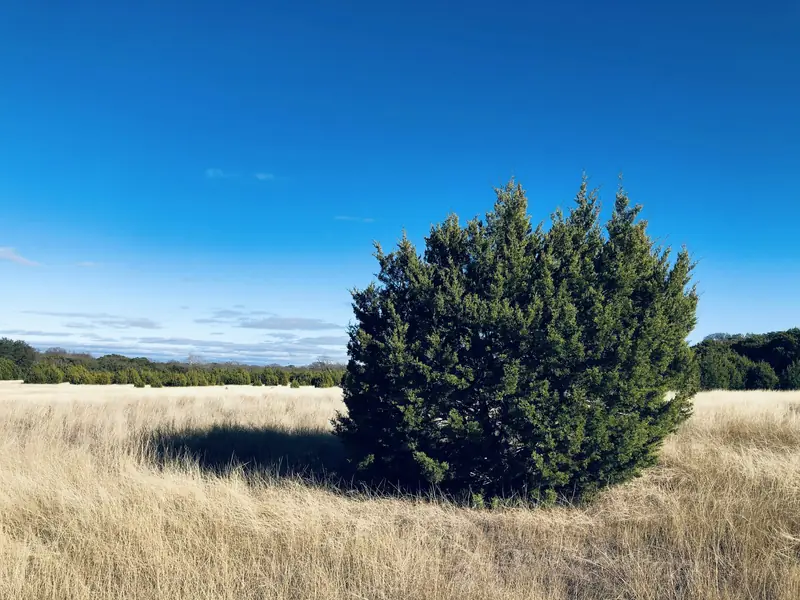 Cedar Removal in Central Texas