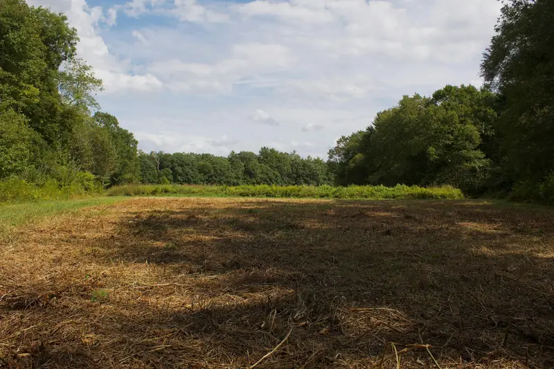 Land Clearing result