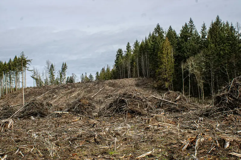 Forestry Mulching in Central Texas